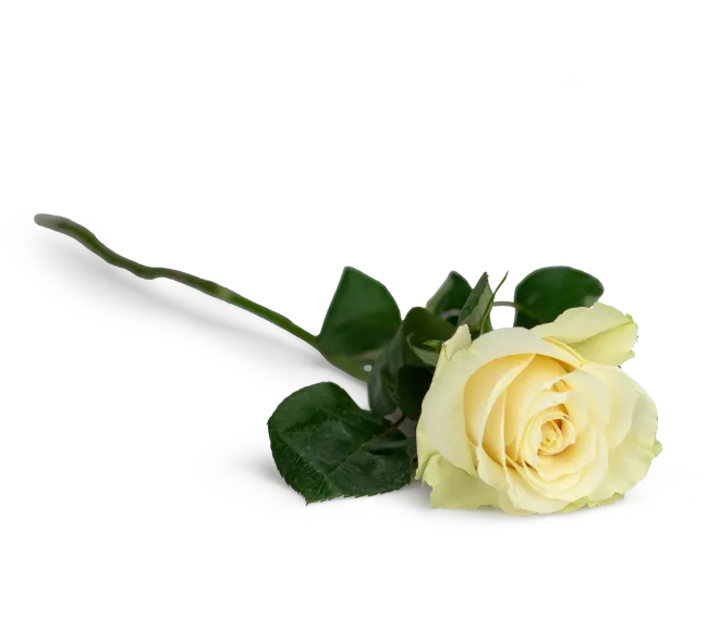 bouquet of Ecuadorian roses 80cm